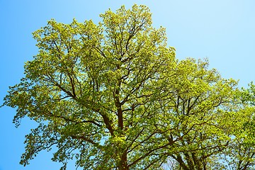 Image showing Spring Green Trees