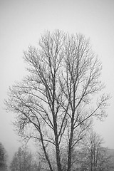 Image showing Big lonely tree in heavy snowfall. Winter time.