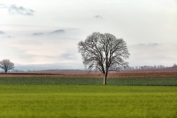 Image showing Tree on a field