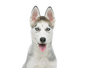 Image showing Cute husky puppy dog