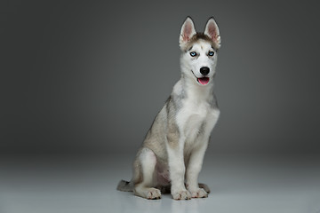 Image showing Cute husky puppy dog