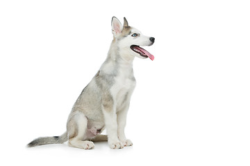 Image showing Cute husky puppy dog