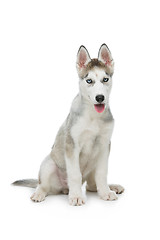 Image showing Cute husky puppy dog