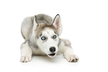 Image showing Cute husky puppy dog