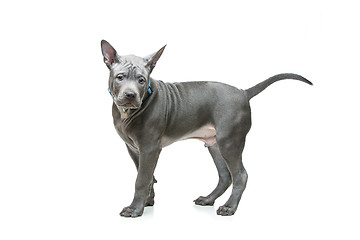 Image showing Thai ridgeback puppy