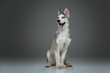 Image showing Cute husky puppy dog