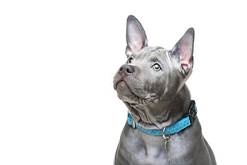 Image showing Thai ridgeback puppy