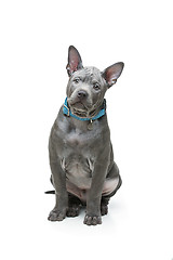 Image showing Thai ridgeback puppy