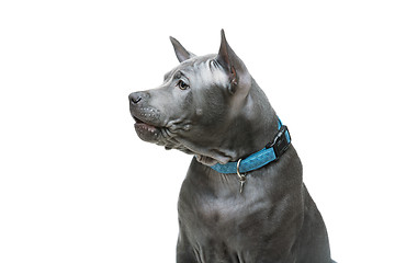 Image showing Thai ridgeback puppy