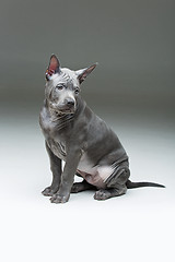 Image showing Thai ridgeback puppy