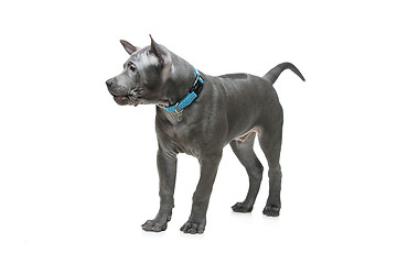 Image showing Thai ridgeback puppy