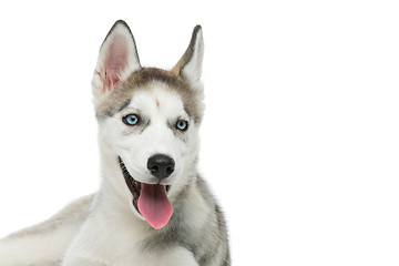 Image showing Cute husky puppy dog