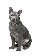 Image showing Thai ridgeback puppy