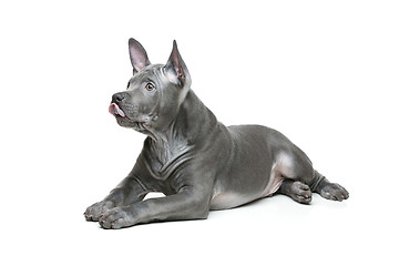 Image showing Thai ridgeback puppy