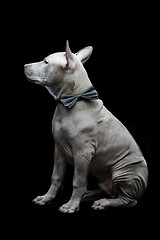 Image showing Thai ridgeback puppy