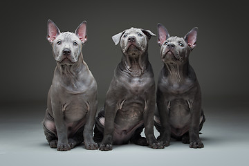 Image showing Thai ridgeback puppies