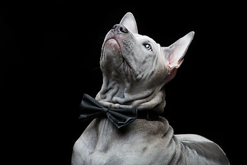 Image showing Thai ridgeback puppy