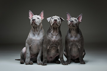 Image showing Thai ridgeback puppies