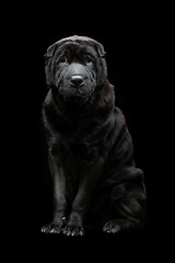 Image showing Beautiful shar pei dog over black background 