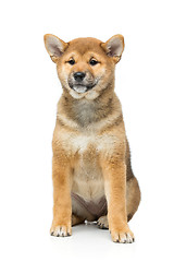 Image showing Beautiful shiba inu puppy isolated on white