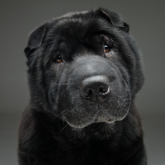 Image showing Beautiful black shar pei dog over grey background 