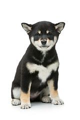 Image showing Beautiful shiba inu puppy isolated on white