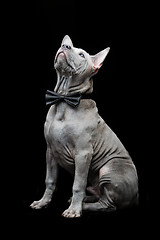 Image showing Thai ridgeback puppy