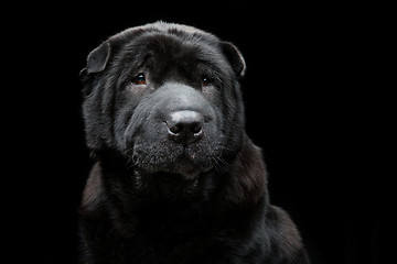 Image showing Beautiful shar pei dog over black background 