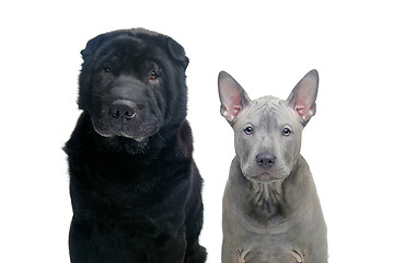 Image showing Beautiful dogs isolated on white background 