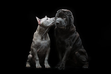 Image showing Beautiful dogs kissing on black background 