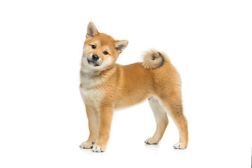 Image showing Beautiful shiba inu puppy isolated on white