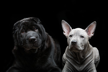 Image showing Beautiful dogs on black background 