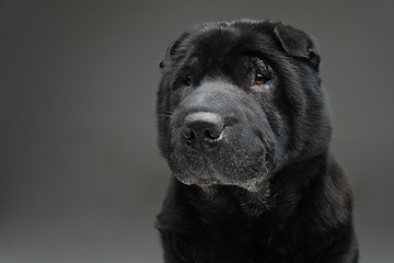 Image showing Beautiful black shar pei dog over grey background 