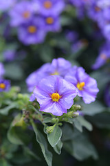 Image showing Blue potato bush