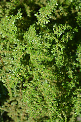 Image showing Rockweed