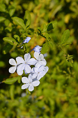 Image showing Blue plumbago