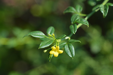 Image showing Showy jasmine