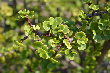 Image showing Elephant bush