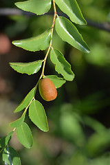 Image showing Jujube