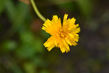 Image showing Bulbous dandelion