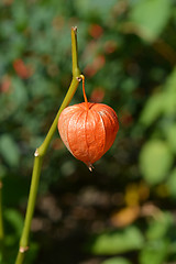 Image showing Bladder cherry