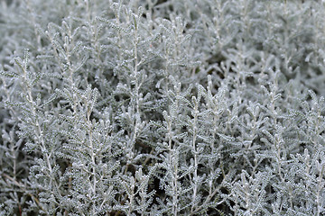 Image showing Cypress lavender cotton