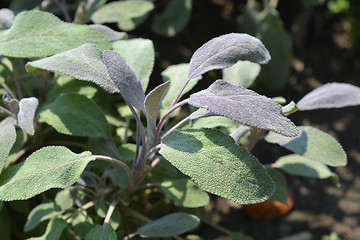 Image showing Purple sage
