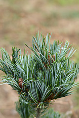 Image showing Japanese white pine