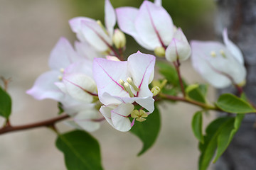 Image showing White bougainvillea Alexandra