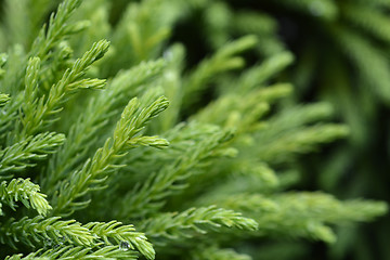 Image showing Japanese cedar Globosa Nana