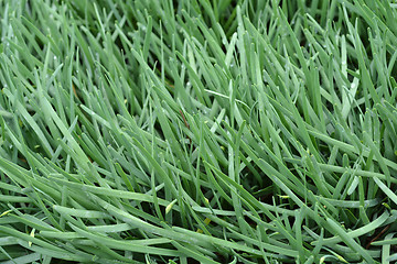 Image showing Broad-leaved chives