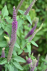 Image showing Iranian wood sage