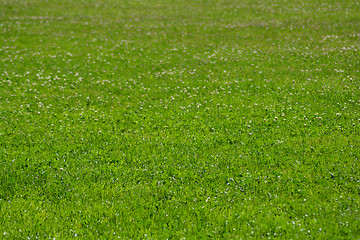 Image showing Green grass