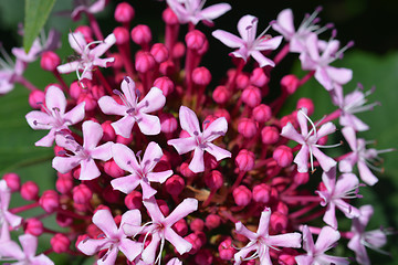 Image showing Rose glorybower